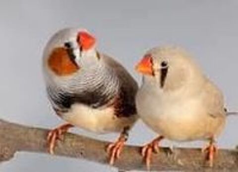   diamant mandarin  
