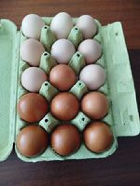   Oeufs de poules  