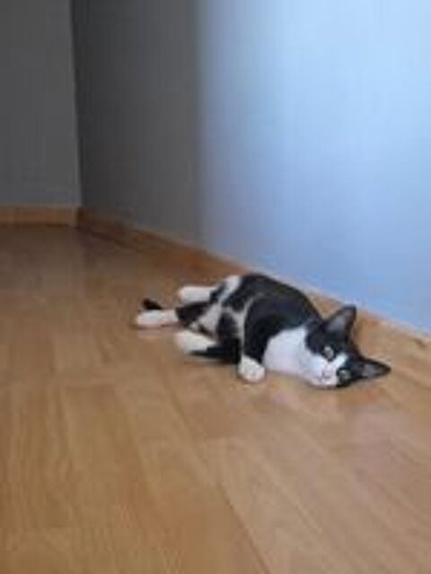   CHOCOTTE, gentil chat noir et blanc � adopter via l'association UMA 