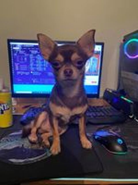   Saillie Chihuahua m�le noir tricolore LOF confirm� (et ADN)  