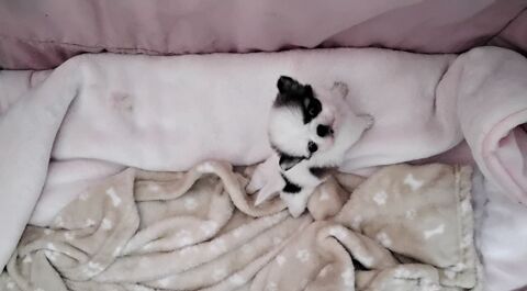 CHIHUAHUAS  A RESERVER 900 30340 Rousson