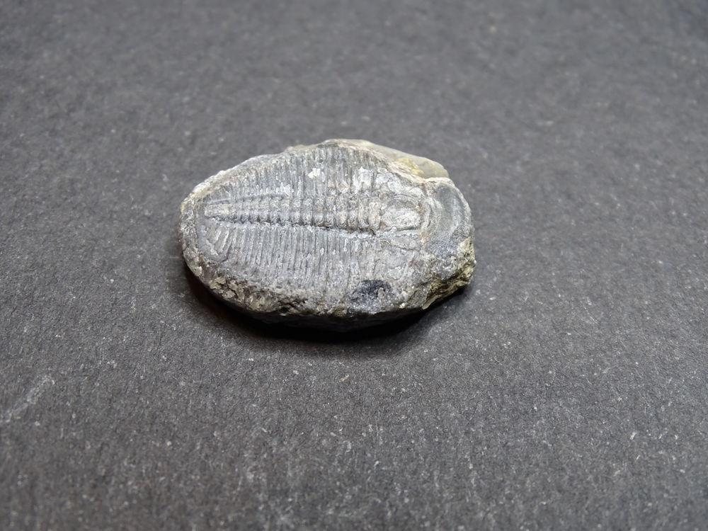 Trilobite (Cambrien -525 Millions d'ann&eacute;es) Utah Etats-Unis 
