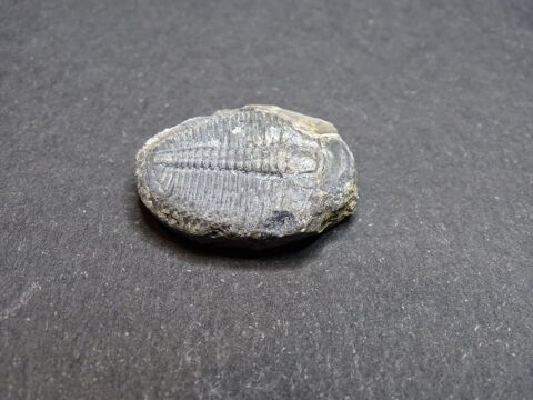 Trilobite (Cambrien -525 Millions d'années) Utah Etats-Unis 23 Moyenmoutier (88)