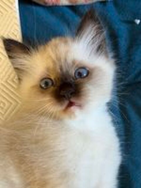   Magnifiques chatons sacrés de Birmanie  