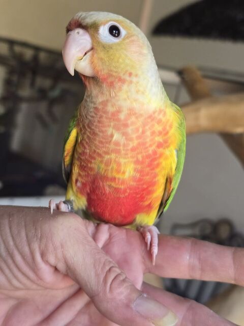 Conure de Molinae 180 91800 Brunoy