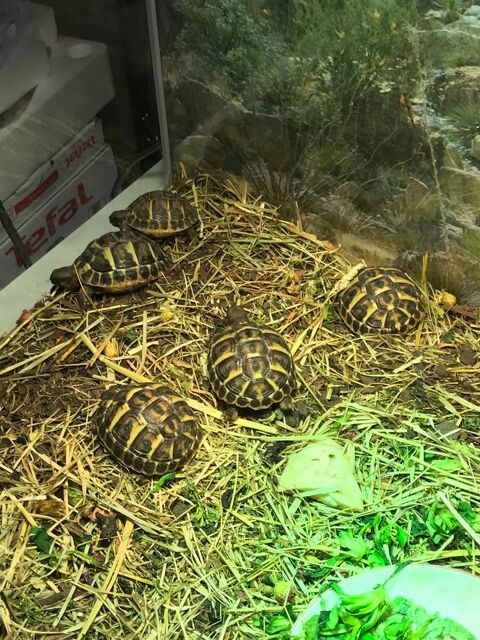 Tortues terrestres 95000 Cergy