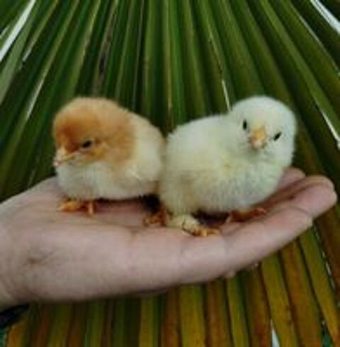   Poussins Brahma  