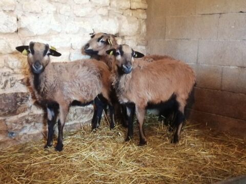 Moutons du Cameroun 80 79800 Pamproux