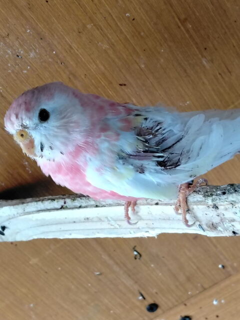 PERRUCHE BOURKE JEUNE Male TR&Egrave;S BELLE COULEUR ROSE ET BLANC 20 44521 Oudon