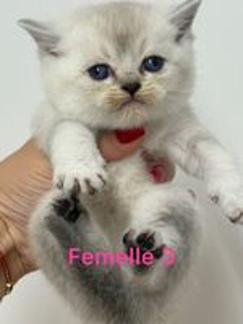   Chaton british 
