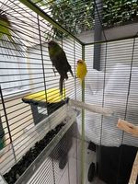   Jeune couple kakariki apprivois�
