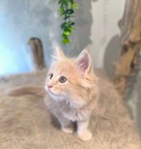   Deux petites merveilles maine coon  