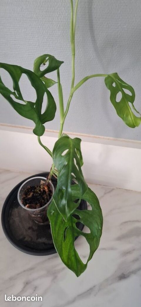 Monstera adansonii bouture 37 Clermont-Ferrand (63)
