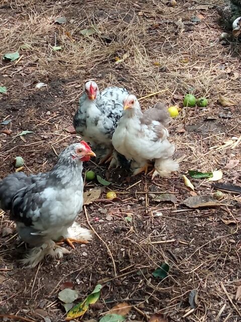 Couple poule pekin 20 44460 Fgrac
