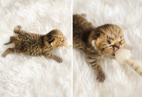 Exotic Shorthair et Persan 1200 22780 Plounérin