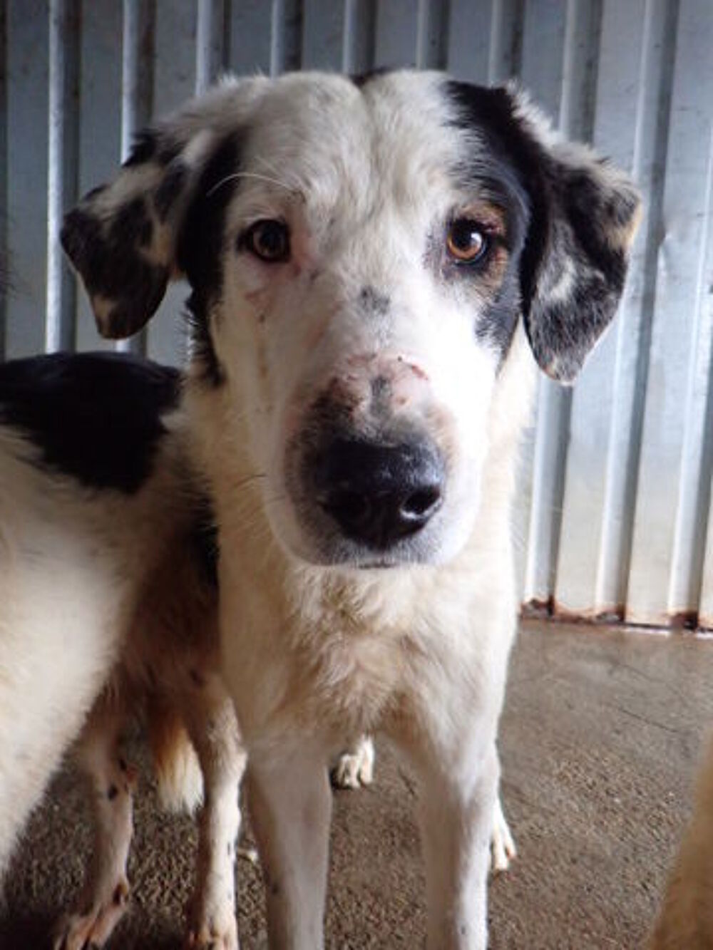   Harley à l'adoption 