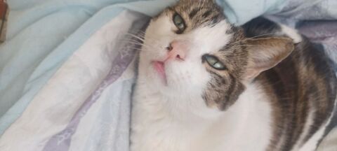 Donne chat mâle Arthemis 9ans stérilisé et puce 0 72200 La flche