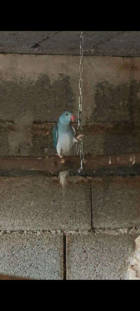 Perruche &agrave; collier cleartail 100 07200 Aubenas