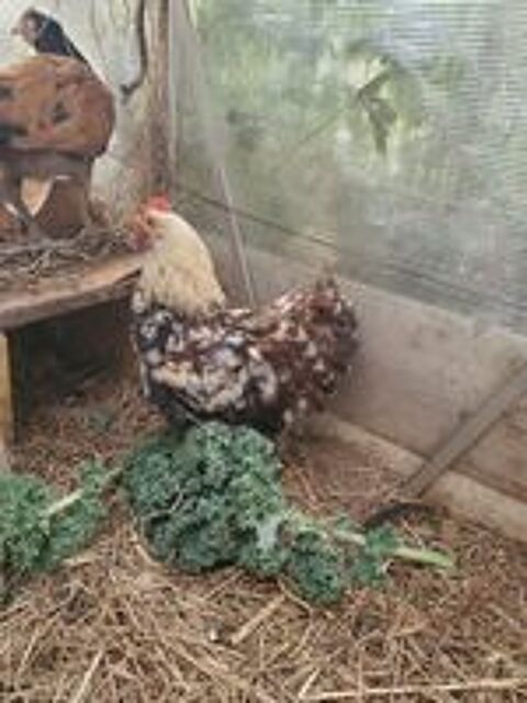   Coq 