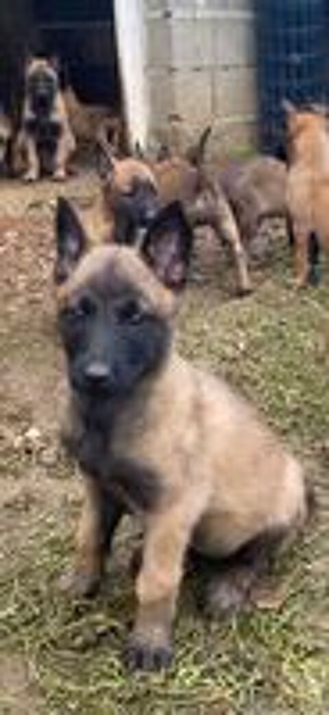   Chiots malinois à réserver . 