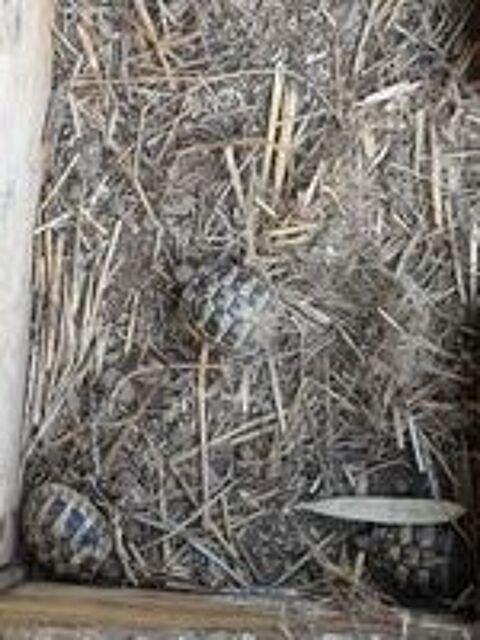   Eleveur capacitaire de tortues terrestres 