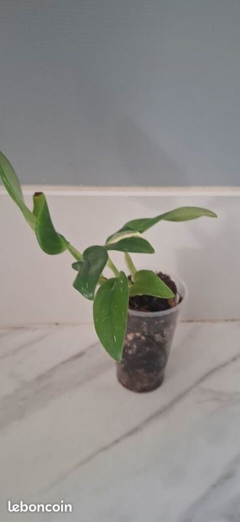 Monstera standleyana bouture 82 Clermont-Ferrand (63)