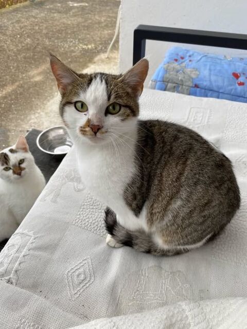 Chat PRINCESSE à l adoption 180 38160 Saint-marcellin