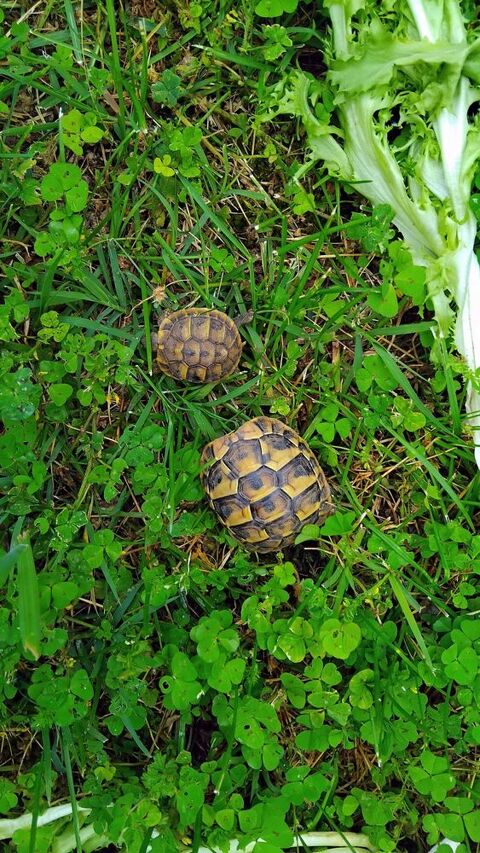 TORTUES DE TERRE 1 Montayral (47)