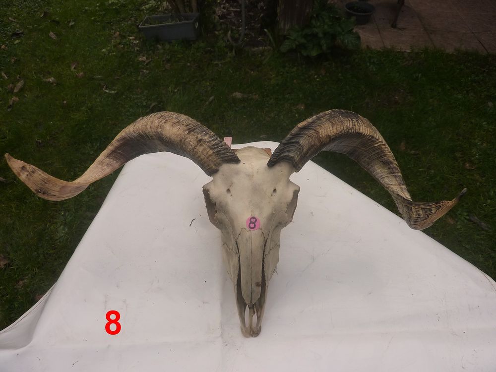 Cr&acirc;nes Ovin et d'antilope Springbock Décoration