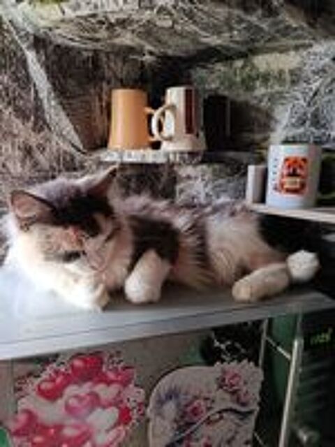   Maine coon  