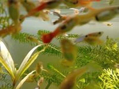   Guppy endler  
