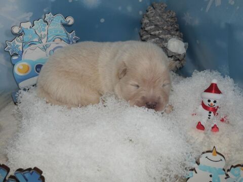 Magnifique Chowchow 1500 26740 Savasse