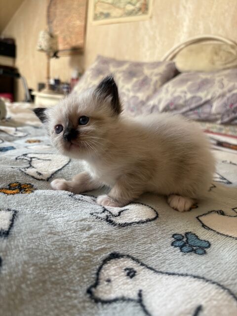 Tres beaux  chatons sacré de Birmanie LOOF à vendre 1100 77220 Tournan-en-brie