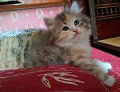   Chatons femelles Sibériennes LOOF 