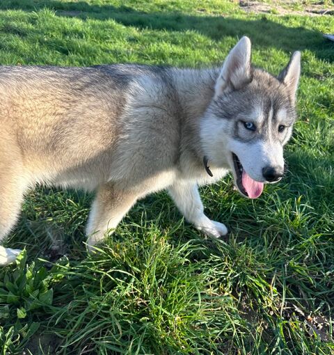 Chiots husky LOF 500 44410 Herbignac