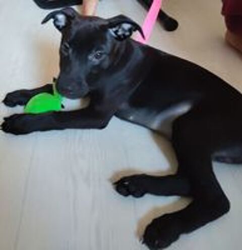   Brownie, 3 mois,cherche ses adoptants  