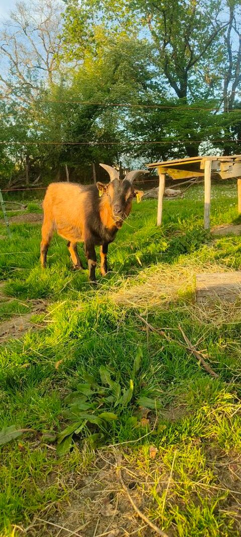 Bizkit, bouc nain &agrave; adopter 50 85000 La roche-sur-yon