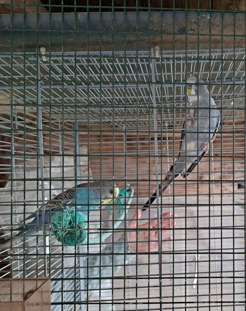 Perruches ondul&eacute;es 18 56250 Treffl�an