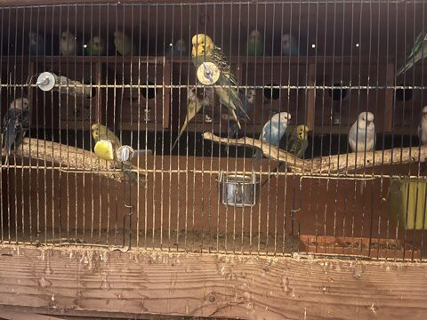 Perruches ondul&eacute;es 10 67310 Wasselonne