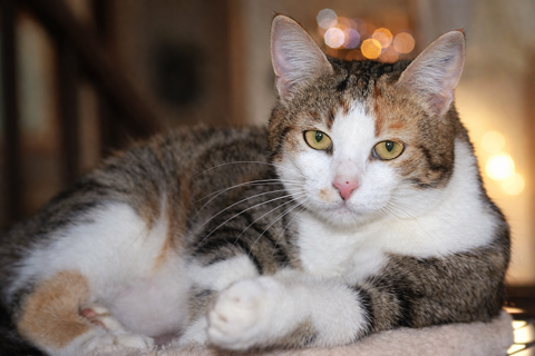 ANOUKI FEMELLE TIGRE BLANC 1 AN 1/2 195 92260 Fontenay-aux-roses