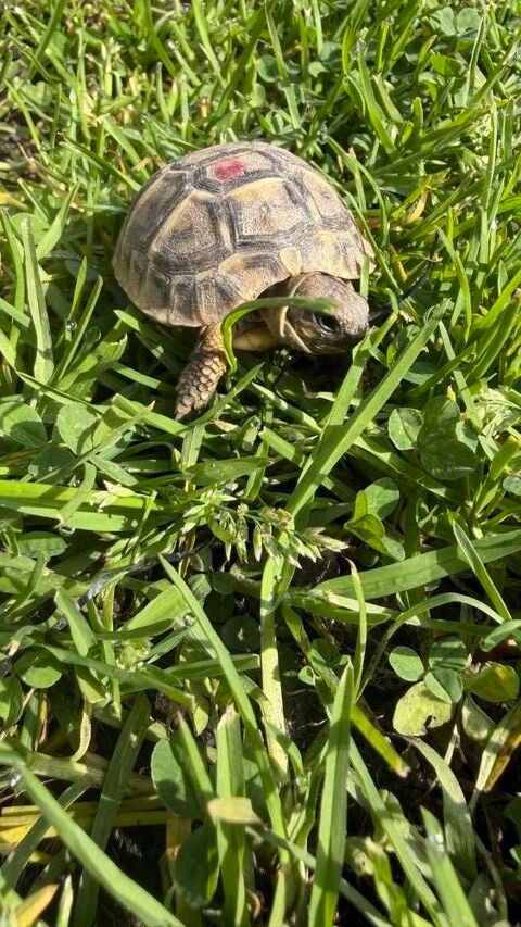 Tortue de terre 90 91520 �gly