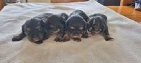   Chiots cavalier King Charles noir et feu  