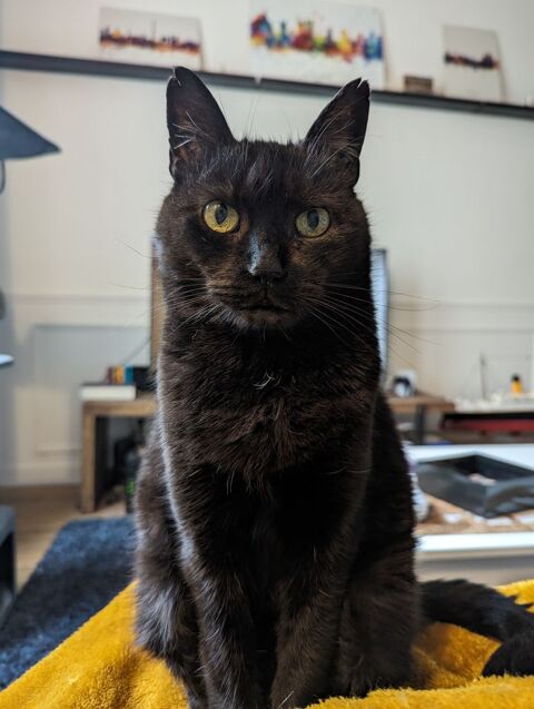 Donne chatte noire 10-12 ans - Sally 0 06330 Roquefort-les-pins