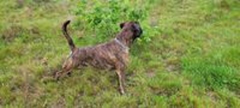   Boxer LOF disponible pour une saillie 