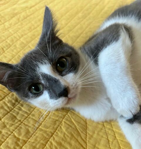 MILO 185 27620 Gasny