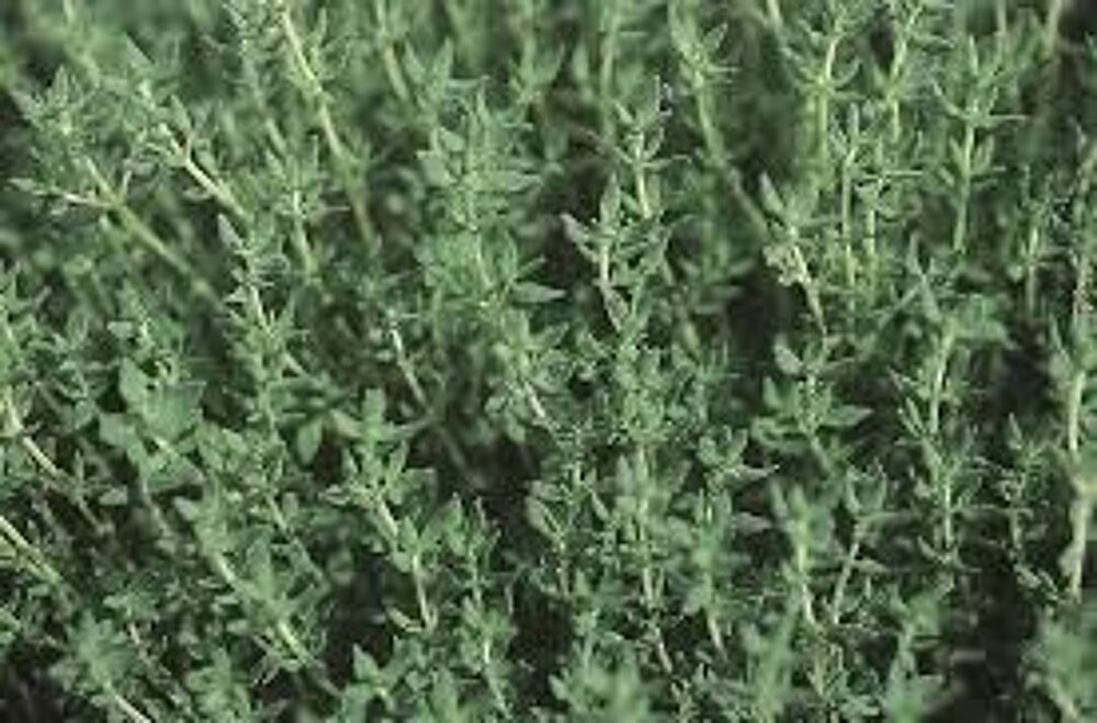 3 plants de thym d'hiver
Jardin