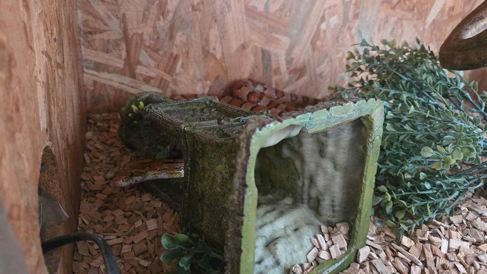 Terrarium+++Pythons+++&eacute;laphe Meubles