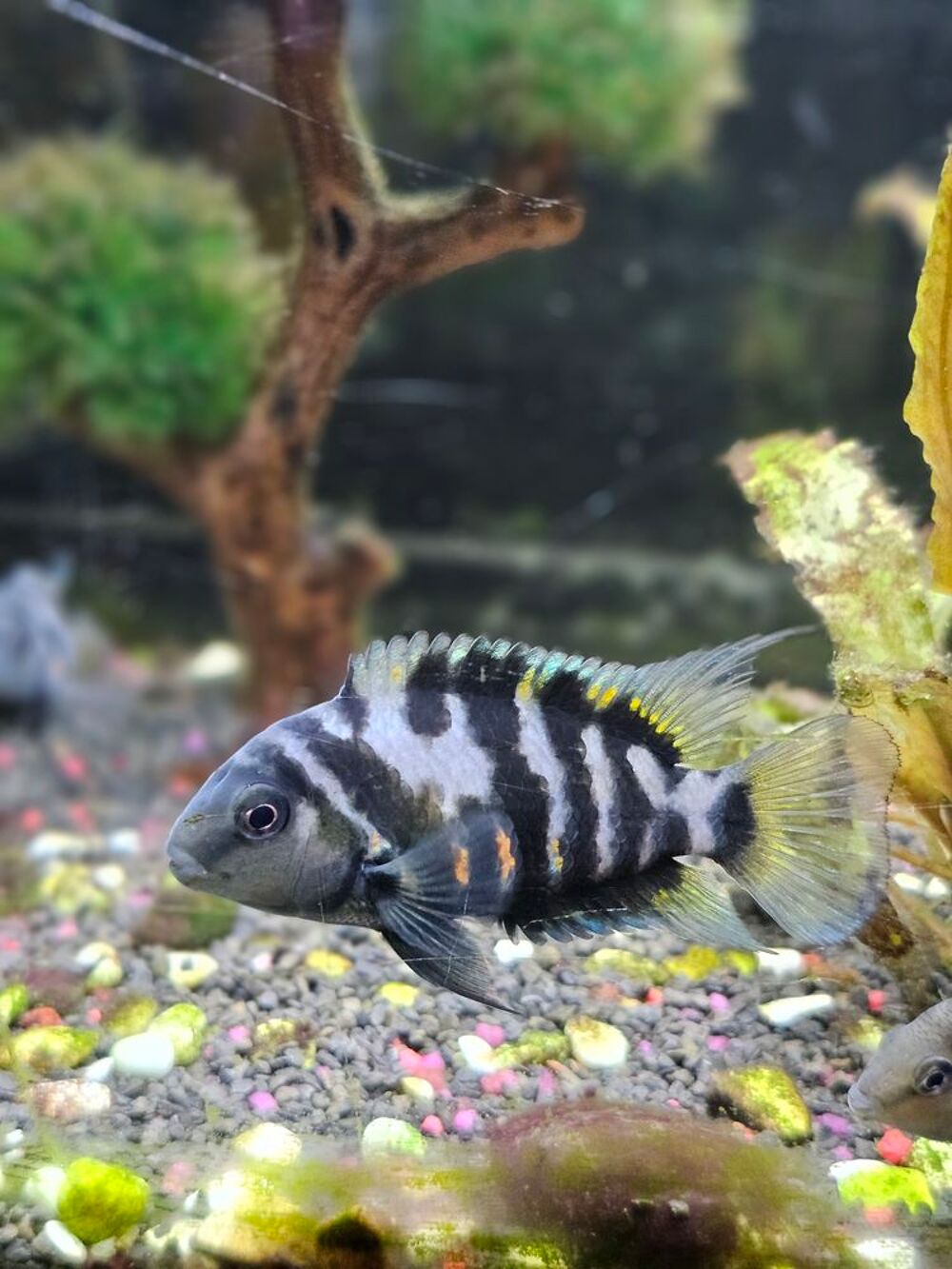   Nigrofasciata Cychlidé zèbre  