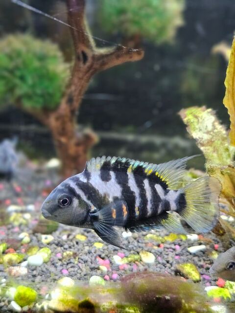 Nigrofasciata Cychlidé zèbre 5 38150 Anjou