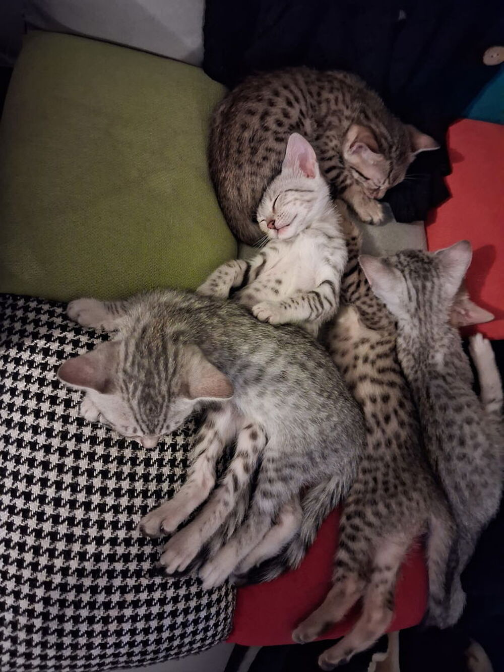   Mau égyptien croisé Bengal  